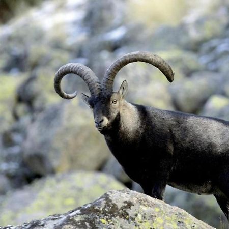El Desvan De Gredos Navarredonda de Gredos Dış mekan fotoğraf