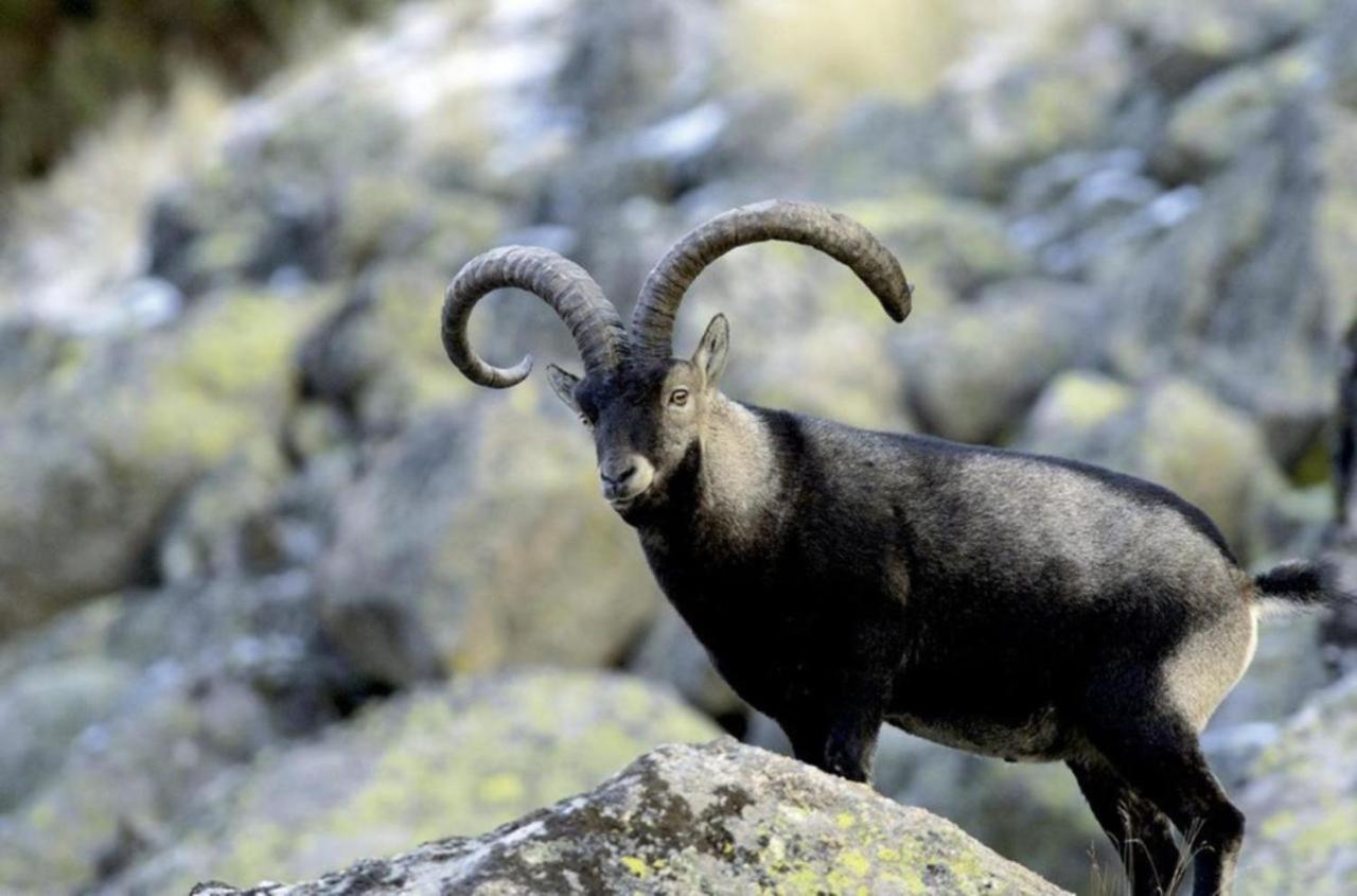El Desvan De Gredos Navarredonda de Gredos Dış mekan fotoğraf